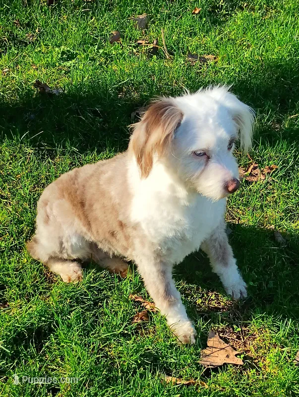 Small Aussie doodle – Miniature Aussiedoodle puppy for sale in Spraggs, PA