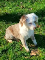 Sweet Aussie doodle, a female Miniature Aussiedoodle for sale in Spraggs, PA – Photo 2 of 5