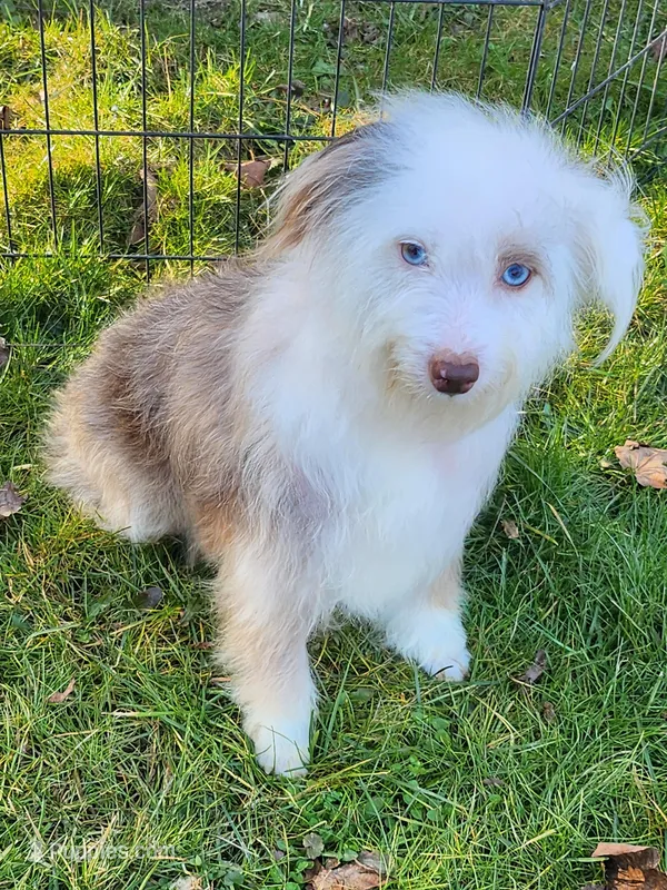 Sweet Aussie doodle – Miniature Aussiedoodle puppy for sale in Spraggs, PA