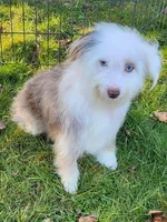 Small Aussie doodle, a female Miniature Aussiedoodle for sale in Spraggs, PA – Photo 1 of 6