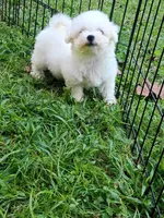 Tiny Toy Girl, a female Bichon Frise for sale in Spraggs, PA – 3 of 7
