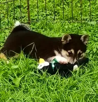 Sesame boy, a male Shiba Inu for sale in Spraggs, PA – 4 of 7