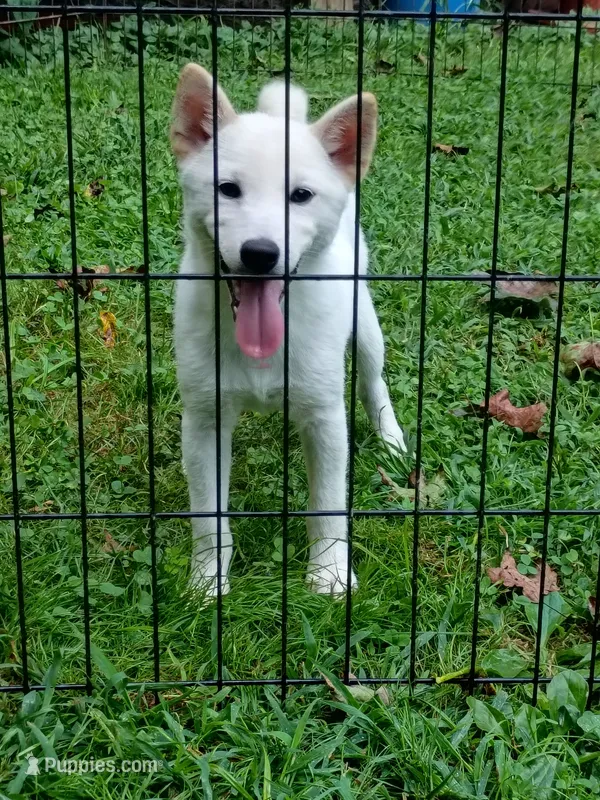 Small Cream boy reduced 9 lbs  – Shiba Inu puppy for sale in Spraggs, PA