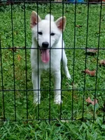 Small Cream boy reduced 9 lbs , a male Shiba Inu for sale in Spraggs, PA – 1 of 7