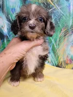 Toy Aussie Doodle girl, a female Miniature Aussiedoodle for sale in Spraggs, PA – 4 of 8