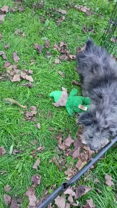 Totally Gorgeous !!!, a male Toy Australian Shepherd and Miniature Aussiedoodle for sale in Spraggs, PA – 6 of 6