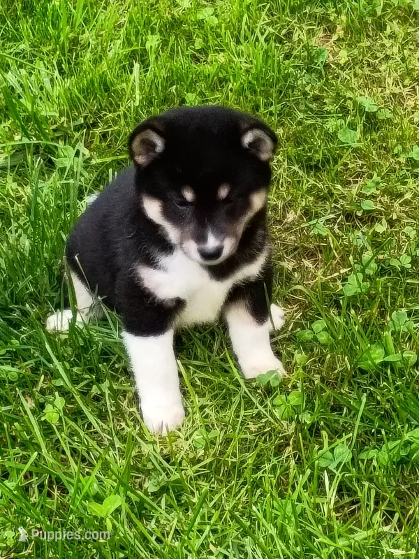 Toy Girl – Shiba Inu puppy for sale in Spraggs, PA