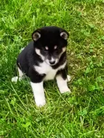 Toy Girl, a female Shiba Inu for sale in Spraggs, PA – 4 of 8