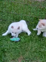SugarPop, a male Shiba Inu for sale in Spraggs, PA – 5 of 9