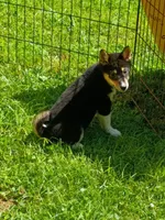 Toy Girl,  super sweet !, a female Shiba Inu for sale in Spraggs, PA – 5 of 9