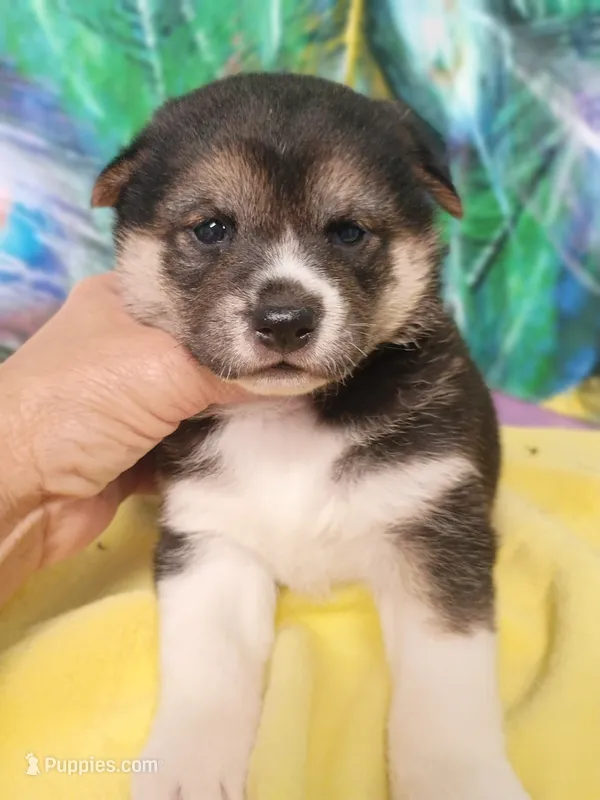 3 weeks old – Shiba Inu puppy for sale in Spraggs, PA