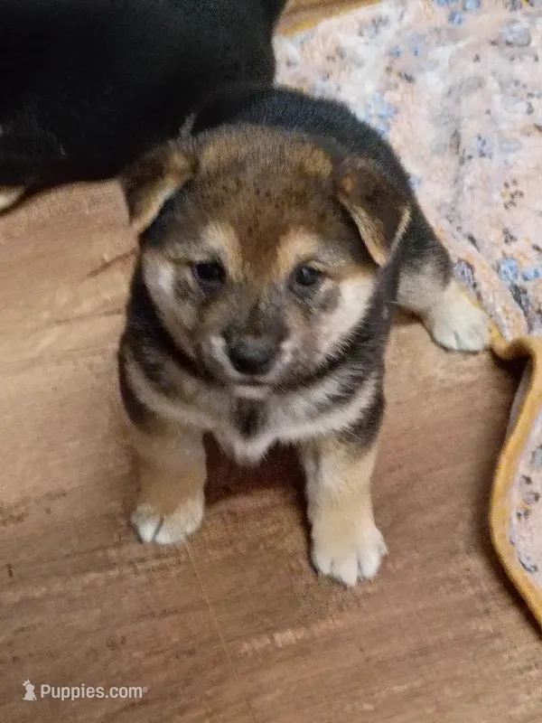 Ready October 20th male – Shiba Inu puppy for sale in Spraggs, PA