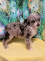 Small Blue, a female Miniature Aussiedoodle for sale in Spraggs, PA – 3 of 10