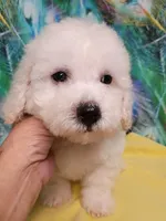 Bichon Boy Ready now !, a male Bichon Frise for sale in Spraggs, PA – 4 of 9