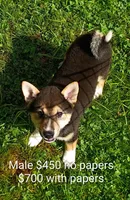 Black sesame , a male Shiba Inu for sale in Spraggs, PA – 2 of 5