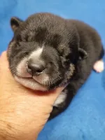 Three weeks old boy, a male Shiba Inu for sale in Spraggs, PA – 8 of 9