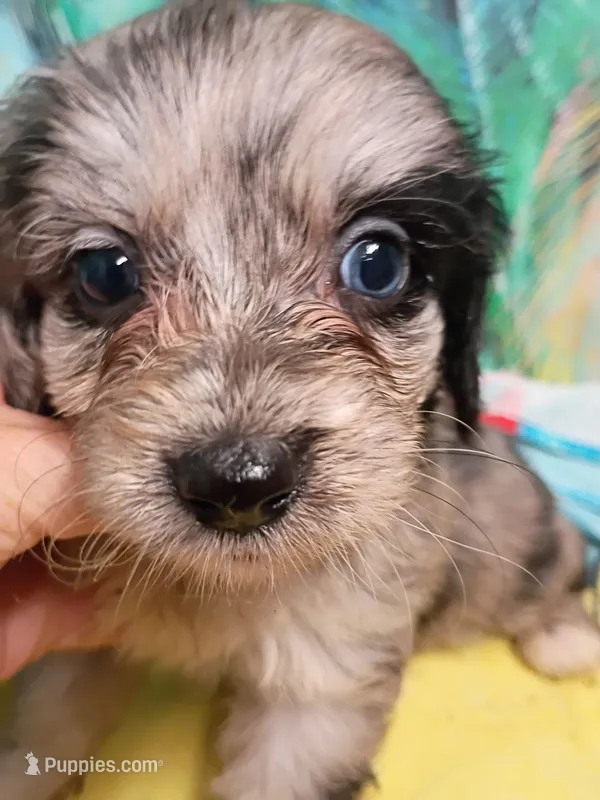 Toy Aussie doodle – Miniature Aussiedoodle puppy for sale in Spraggs, PA