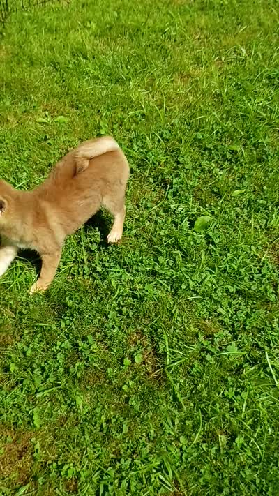 Red Male, Ready now  !, a male Shiba Inu for sale in Spraggs, PA – 5 of 7
