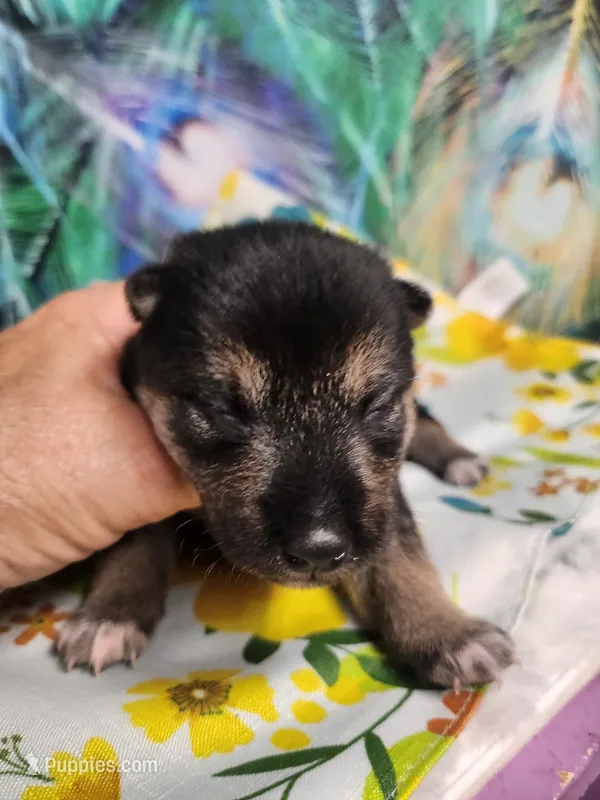 Black and tan  – Shiba Inu puppy for sale in Spraggs, PA