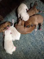 Cream female , a female Shiba Inu for sale in Spraggs, PA – 3 of 4