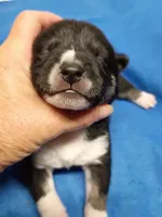 Three weeks old boy, a male Shiba Inu for sale in Spraggs, PA – 9 of 9