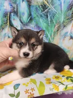Black sesame small. Sweet !, a female Shiba Inu for sale in Spraggs, PA – 4 of 6