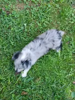 Small Blue eyes. Ready now !, a female Miniature Aussiedoodle for sale in Spraggs, PA – 5 of 7