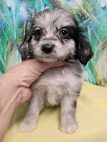 Toy Aussie doodle, a female Miniature Aussiedoodle for sale in Spraggs, PA – 3 of 9