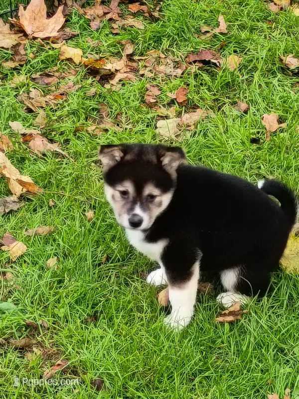 Ready October 20th – Shiba Inu puppy for sale in Spraggs, PA