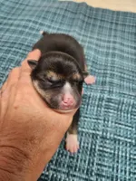 Blaze boy, a male Shiba Inu for sale in Spraggs, PA – Photo 2 of 4