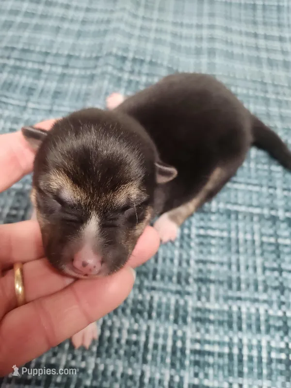 Blaze boy – Shiba Inu puppy for sale in Spraggs, PA