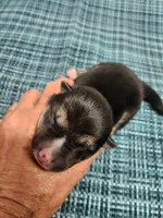 Blaze boy, a male Shiba Inu for sale in Spraggs, PA – Photo 3 of 4