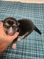 Blaze boy, a male Shiba Inu for sale in Spraggs, PA – Photo 4 of 4