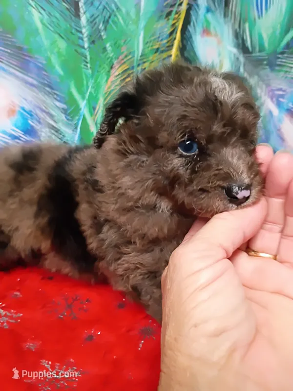 Mini Boy – Miniature Aussiedoodle puppy for sale in Spraggs, PA