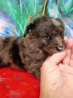 Mini blue eyes Boy, a male Miniature Aussiedoodle for sale in Spraggs, PA – 7 of 7