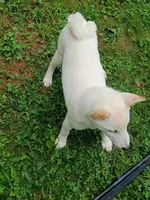 Small Cream boy reduced 9 lbs , a male Shiba Inu for sale in Spraggs, PA – 6 of 7