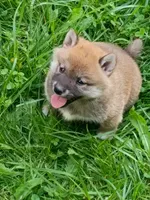 Red Meme, Ready now  !0, a male Shiba Inu for sale in Spraggs, PA – 3 of 9