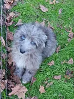 Totally Gorgeous !!!, a male Toy Australian Shepherd and Miniature Aussiedoodle for sale in Spraggs, PA – 4 of 6