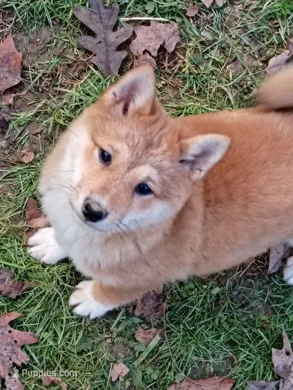 Akio  – Shiba Inu puppy for sale in Spraggs, PA