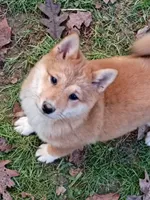 Akio , a male Shiba Inu for sale in Spraggs, PA – 1 of 2