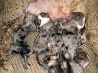 Toy Aussie doodle , a female Miniature Aussiedoodle for sale in Spraggs, PA – 2 of 2