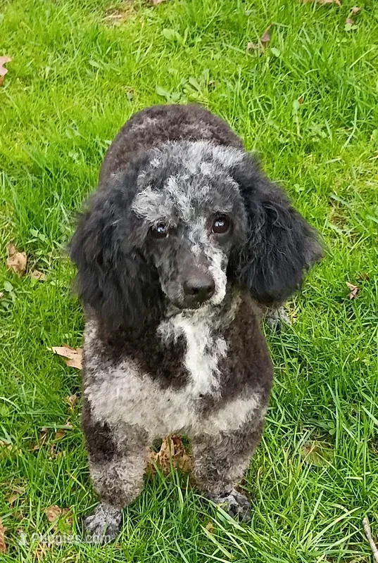 💯 Cleared, Proven  ! – Poodle - Miniature  puppy for sale in Spraggs, PA