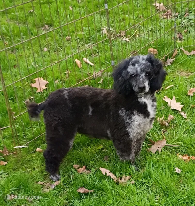 💯 Cleared, Proven  – Poodle - Miniature  puppy for sale in Spraggs, PA