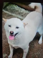  Adult female. Reduced  !, a female Shiba Inu for sale in Spraggs, PA – 2 of 3