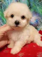 Toy size Bichon girl, a female Bichon Frise for sale in Spraggs, PA – 3 of 3