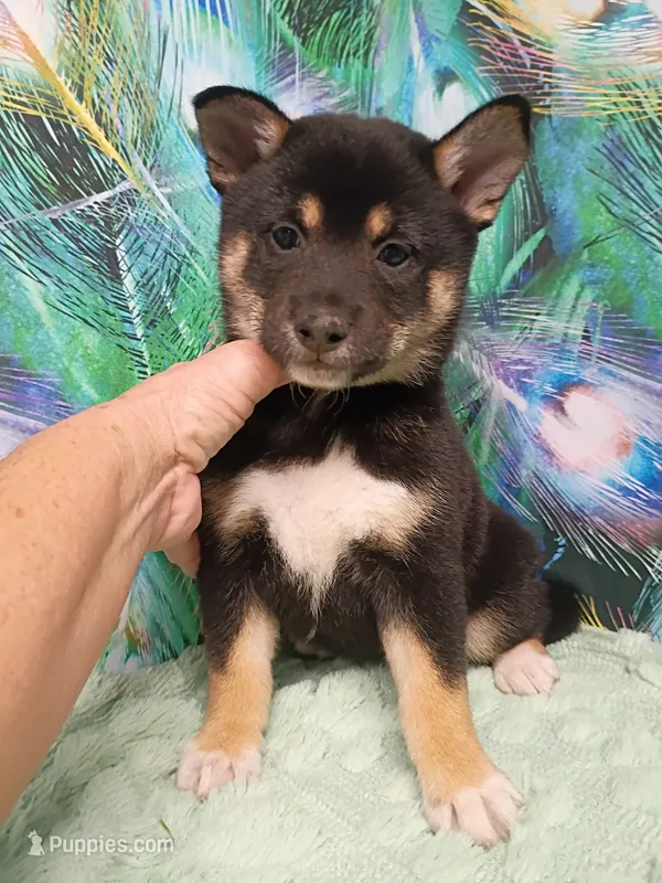 Ready October 20th girl – Shiba Inu puppy for sale in Spraggs, PA