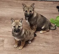 Pregnant due in 3 weeks !, a female Shiba Inu for sale in Spraggs, PA – 6 of 7