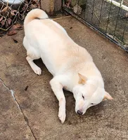 Kara ready now , a female Shiba Inu for sale in Spraggs, PA – 5 of 8