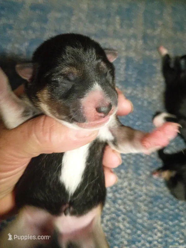 Just Born  – Shiba Inu puppy for sale in Spraggs, PA