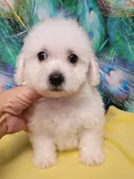 Little Bichon boy, a male Bichon Frise for sale in Spraggs, PA – 4 of 9